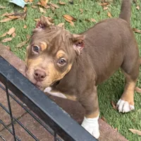 Mocha.Pocket Bully , a female American Bully for sale in Deland, FL – Photo 2 of 8