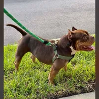Mocha.Pocket Bully , a female American Bully for sale in Deland, FL – Photo 5 of 8