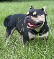 Mocha Micro  Bully , a female American Bully for sale in Deland, FL – Photo 10 of 10