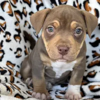Mocha.Pocket Bully , a female American Bully for sale in Deland, FL – Photo 3 of 8