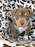 Mocha.Pocket Bully , a female American Bully for sale in Deland, FL – Photo 4 of 6