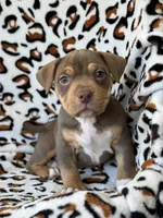 Mocha.Pocket Bully , a female American Bully for sale in Deland, FL – Photo 2 of 6