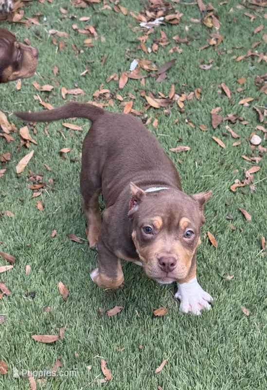 Mocha.Pocket Bully  – American Bully puppy for sale in Deland, FL