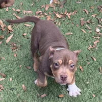 Mocha.Pocket Bully , a female American Bully for sale in Deland, FL – Photo 6 of 8