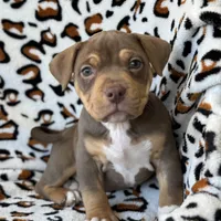 Mocha.Pocket Bully , a female American Bully for sale in Deland, FL – Photo 4 of 8