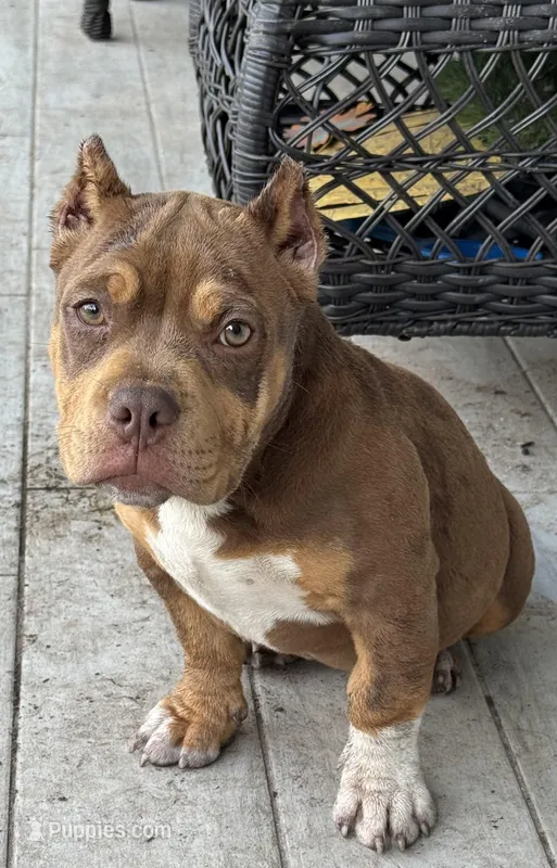 Mocha.Pocket Bully  – American Bully puppy for sale in Deland, FL