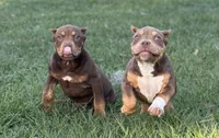 Mocha.Pocket Bully , a female American Bully for sale in Deland, FL – Photo 7 of 8