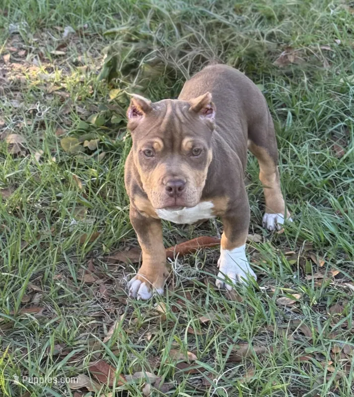 Mocha.Pocket Bully  – American Bully puppy for sale in Deland, FL