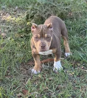 Mocha.Pocket Bully , a female American Bully for sale in Deland, FL – Photo 1 of 8