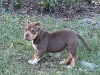 Mocha.Pocket Bully , a female American Bully for sale in Deland, FL – Photo 8 of 8
