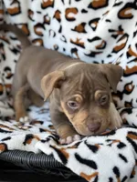 Mocha.Pocket Bully , a female American Bully for sale in Deland, FL – Photo 3 of 6