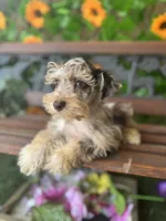 Tia, a female Miniature Schnauzer for sale in Deland, FL – 4 of 7