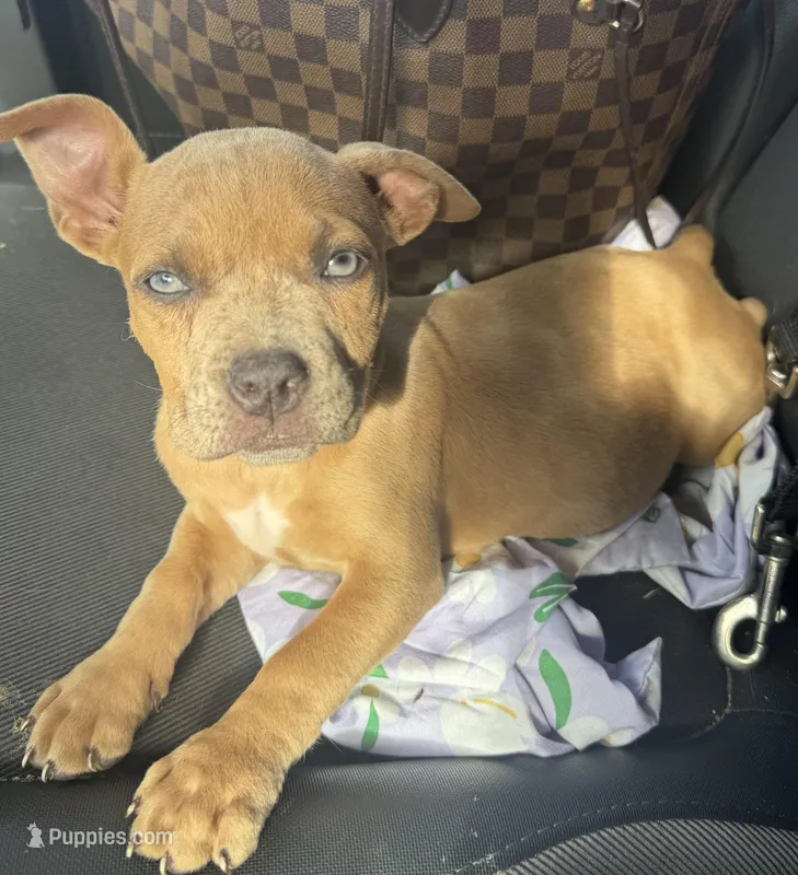 Rain – American Bully puppy for sale in Deland, FL
