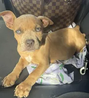 Rain, a female American Bully for sale in Deland, FL – Photo 1 of 6