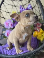 Rain, a female American Bully for sale in Deland, FL – Photo 3 of 6