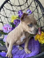 Rain, a female American Bully for sale in Deland, FL – Photo 6 of 6