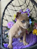 Rain, a female American Bully for sale in Deland, FL – Photo 5 of 6