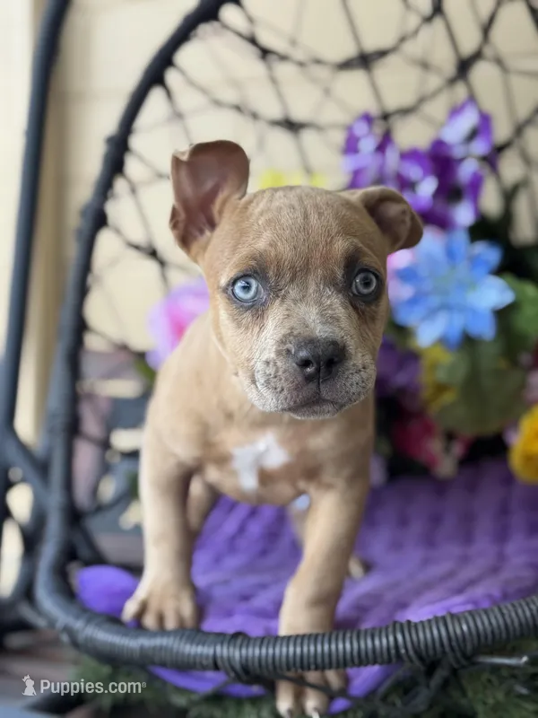 Rain – American Bully puppy for sale in Deland, FL