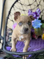 Rain, a female American Bully for sale in Deland, FL – Photo 4 of 6