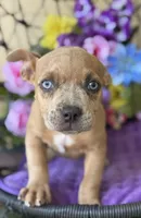 Rain, a female American Bully for sale in Deland, FL – Photo 2 of 6