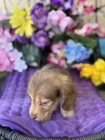 Sweet Tooth, a female Miniature Dachshund for sale in Deland, FL – 5 of 8