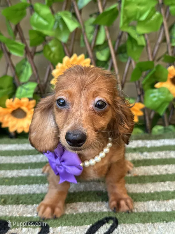 Paisley Long Hair  Dapple  – Miniature Dachshund puppy for sale in Deland, FL