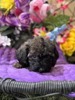 Mystque , a female Poodle - Toy  and Miniature Bernedoodle for sale in Deland, FL – 2 of 5