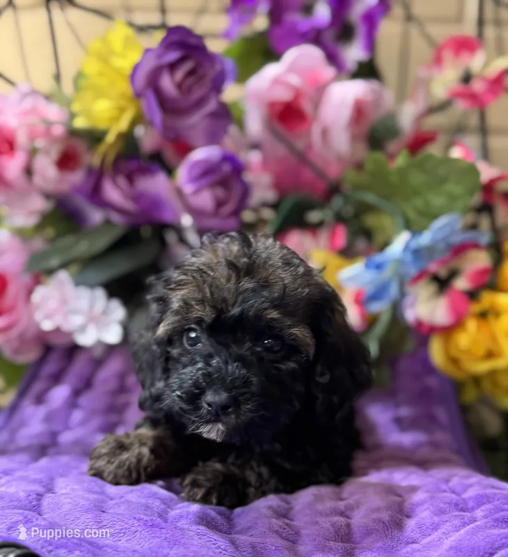 Mystque  – Poodle - Toy , Miniature Bernedoodle puppy for sale in Deland, FL