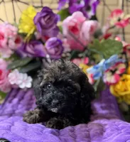 Mystque , a female Poodle - Toy  and Miniature Bernedoodle for sale in Deland, FL – 1 of 5