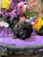 Mystque , a female Poodle - Toy  and Miniature Bernedoodle for sale in Deland, FL – 3 of 5