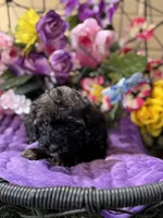 Mystque , a female Poodle - Toy  and Miniature Bernedoodle for sale in Deland, FL – 4 of 5