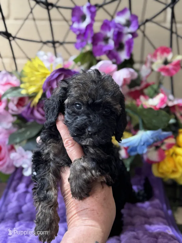 Mystque  – Poodle - Toy , Miniature Bernedoodle puppy for sale in Deland, FL