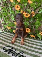 Bambi, a female Doberman Pinscher for sale in Deland, FL – 5 of 5