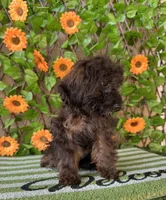 Tiny Mystque  Toy Size , a female Poodle - Toy  and Miniature Bernedoodle for sale in Deland, FL – 9 of 10