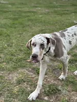 Malachi, a male Great Dane for sale in Deland, FL – Photo 3 of 9