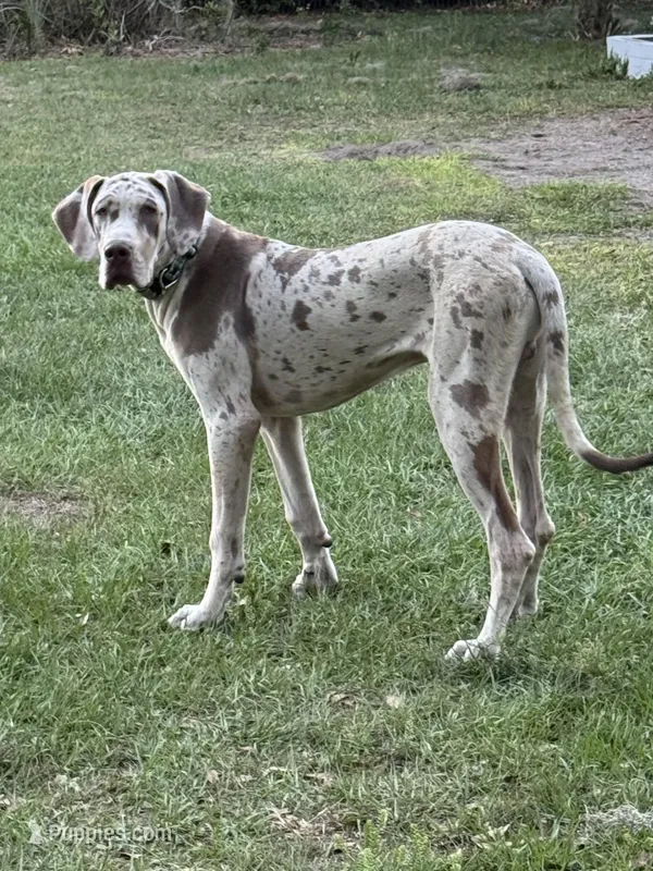 Malachi – Great Dane puppy for sale in Deland, FL