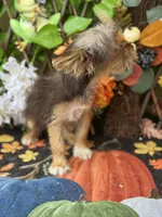 Baby Tina , a female Yorkshire Terrier for sale in Deland, FL – 5 of 8