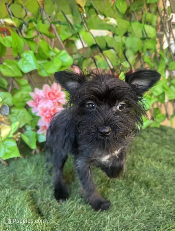Ace – Yorkshire Terrier puppy for sale in Deland, FL