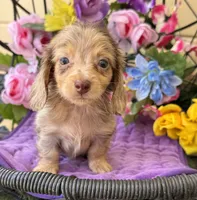 Stevie, a female Miniature Dachshund for sale in Deland, FL – 4 of 7