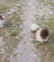 Root Beer , a male Pomeranian for sale in Deland, FL – 2 of 5