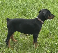 Baby Bellla, a female Doberman Pinscher for sale in Deland, FL – 6 of 10