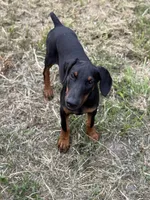 Baby Bellla, a female Doberman Pinscher for sale in Deland, FL – 7 of 8
