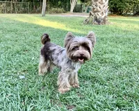 Merlita , a female Yorkshire Terrier for sale in Deland, FL – 5 of 7