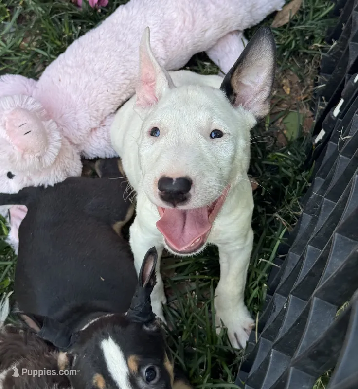 Eggland  – Miniature Bull Terrier puppy for sale in Deland, FL