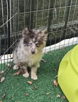 Pippen Toy size, a male Pomsky for sale in Deland, FL – 7 of 7
