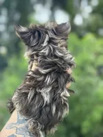 Merlita , a female Yorkshire Terrier for sale in Deland, FL – 2 of 7