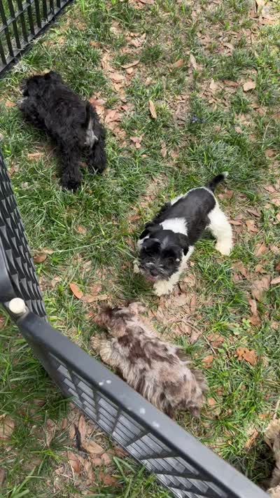 Freckles , a female Miniature Schnauzer for sale in Deland, FL – 9 of 9