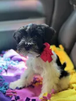 Paisley , a female Miniature Schnauzer for sale in Deland, FL – 5 of 6