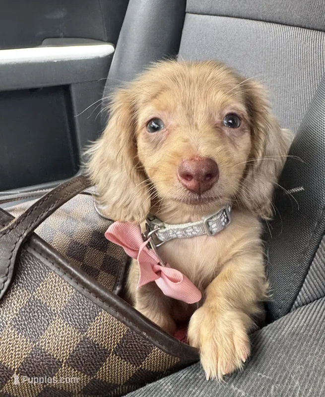 Stevie – Miniature Dachshund puppy for sale in Deland, FL
