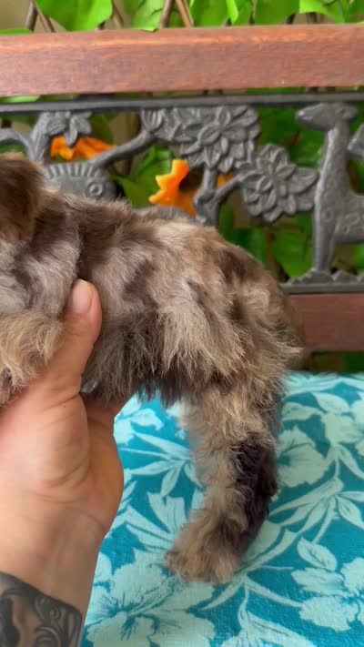 Toy Tia, a female Miniature Schnauzer for sale in Deland, FL – 8 of 8